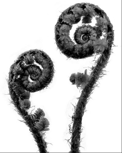 Blossfeldt 2 fern leaves