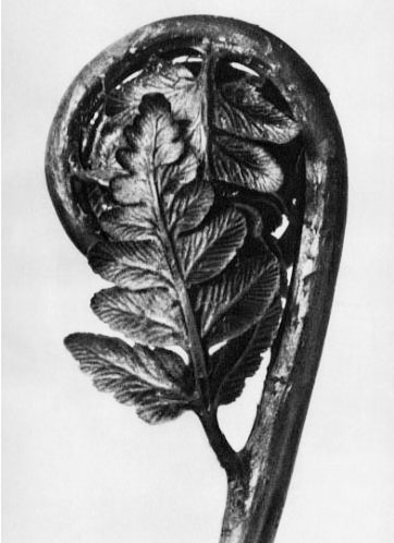 Blossfeldt fern