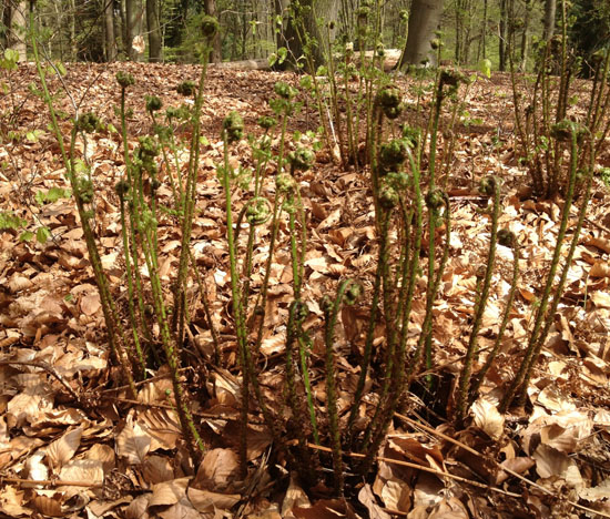 ferns